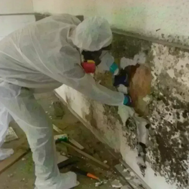 Mold Remediation and Removal in Flatonia, TX